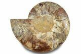 Cut & Polished Ammonite Fossil (Half) - Madagascar #283411-1